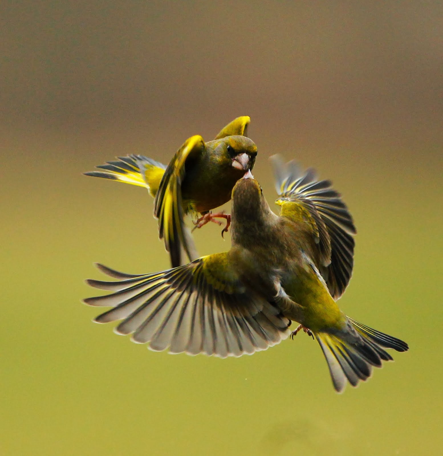 Publicerad i National Geographic,,