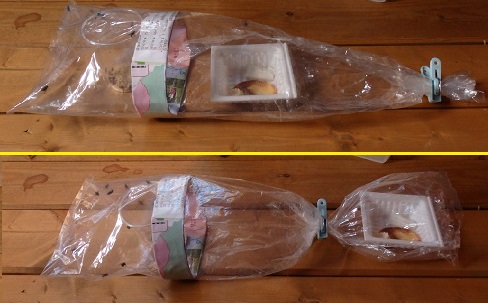 アマガエルのお話 サシからハエに