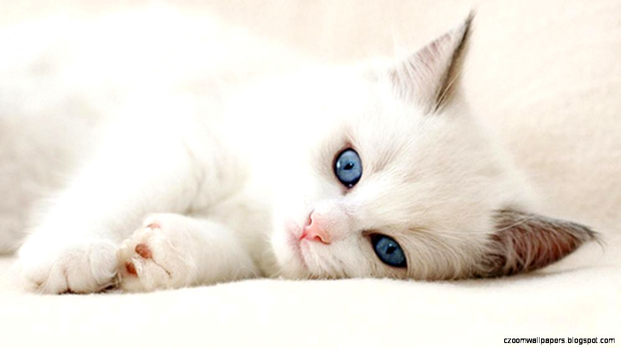 High Definition cat wallpaper for free download High Definition cat wallpaper for free download