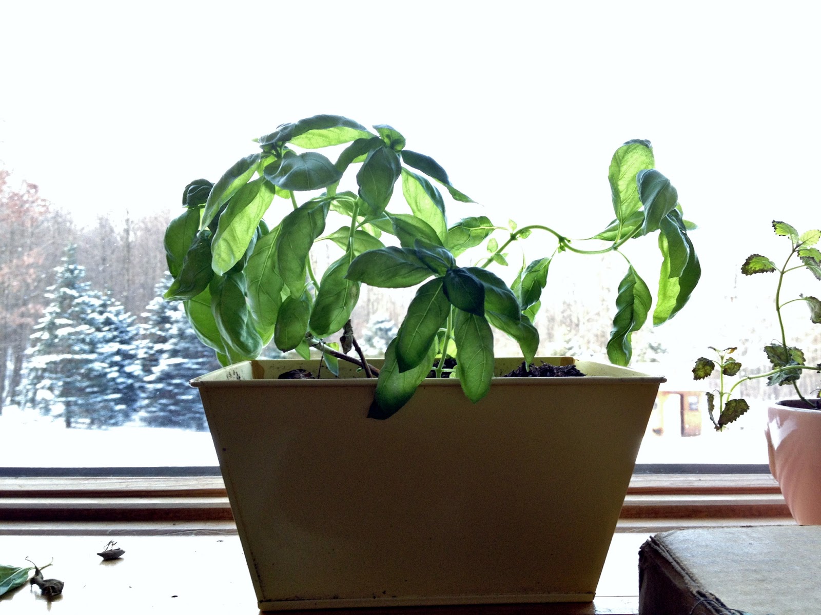 Winter nest box herbs Murano Chicken Farm