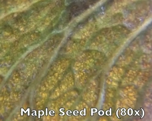 10-Maple-Seed-Pod-80x-Magnification-Smartphone-to-Digital-Microscope-Kenji-Yoshino-aka-kmyoshino-www-designstack-co
