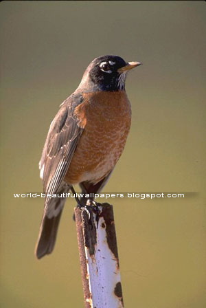 Beautiful Wallpapers: robin bird wallpaper