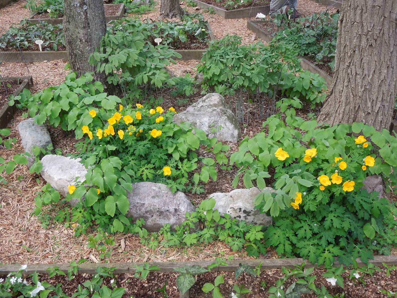 Franklin County (PA) Gardeners 2013 Native Woodland Plants and Spring