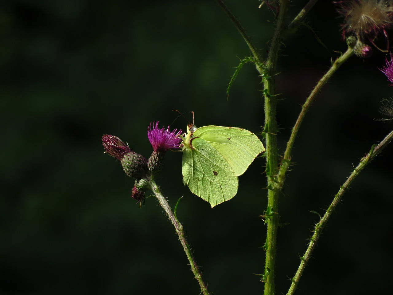Butterflies in November and British Butterflies that hibernate The Green Bard