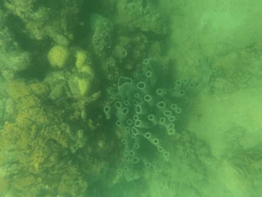 pambato reef pambato reef