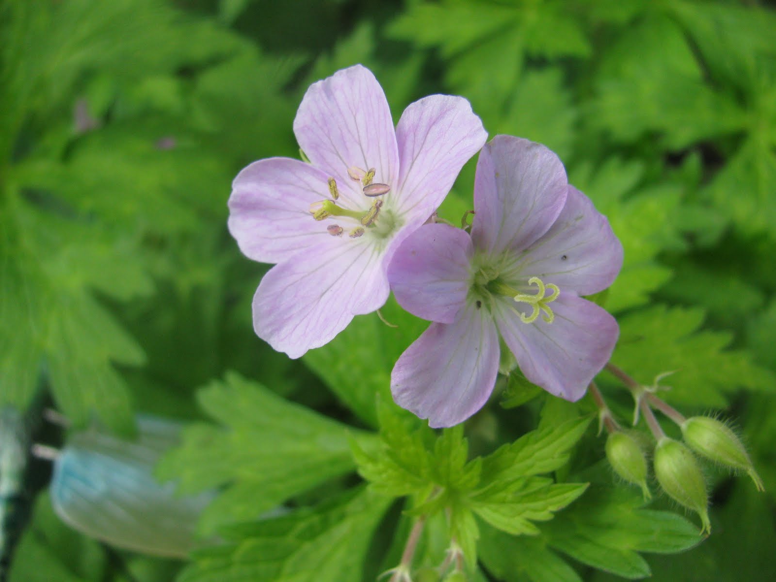 Wild Plants