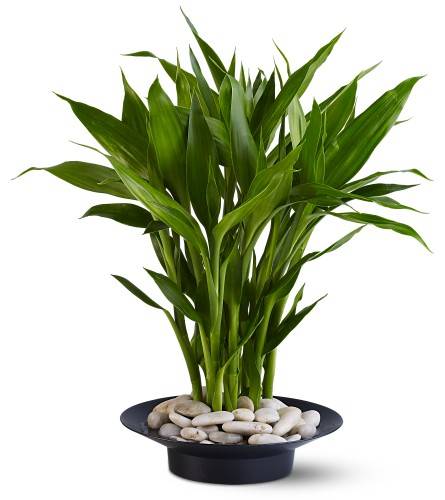 bamboo worktops photos lucky bamboo plants bamboo worktops photos lucky bamboo plants
