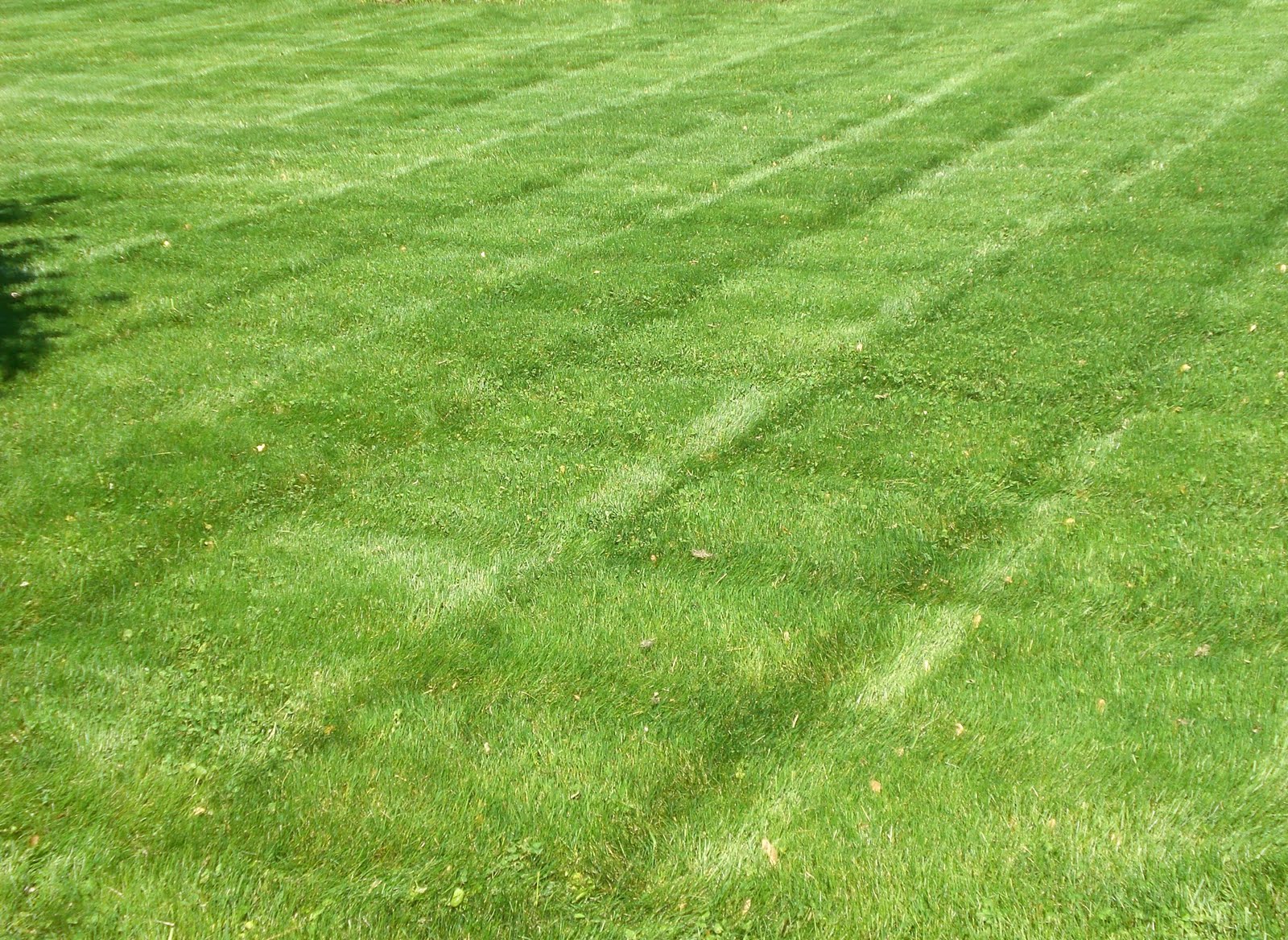 our obsession with green lawns essay our obsession with green lawns essay