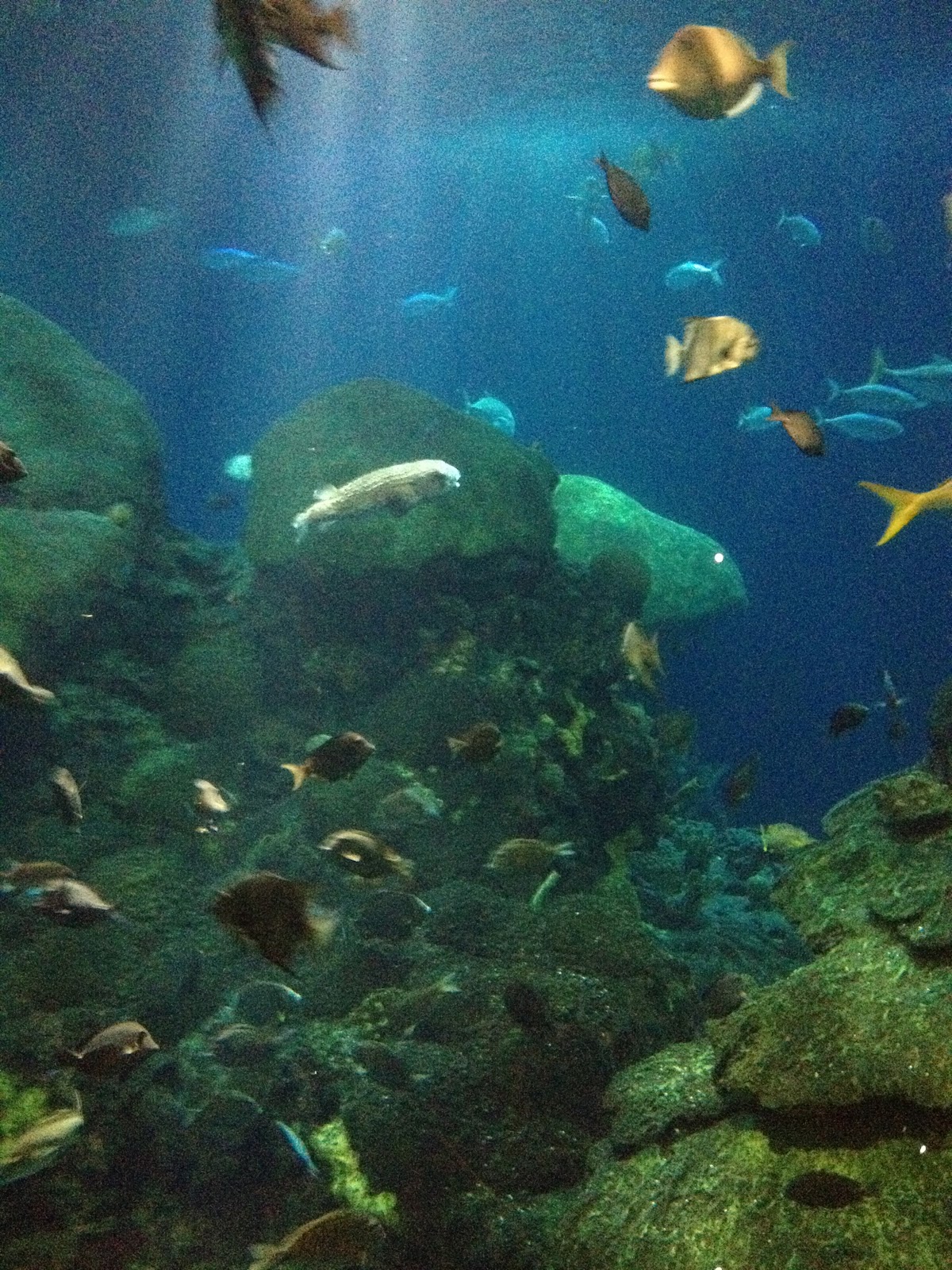 Work in Progress. . . Chattanooga Aquarium