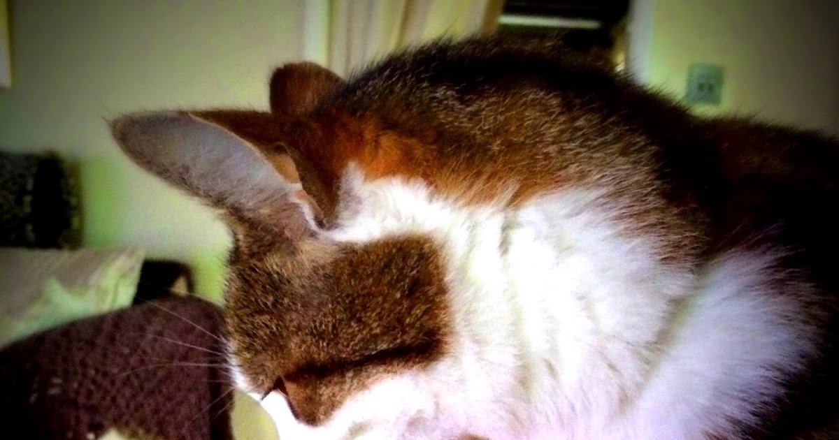 flamingo lily cats flamingo lily cats