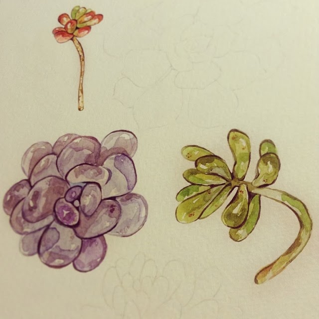 Laura Manfre watercolour illustrations These past few weeks