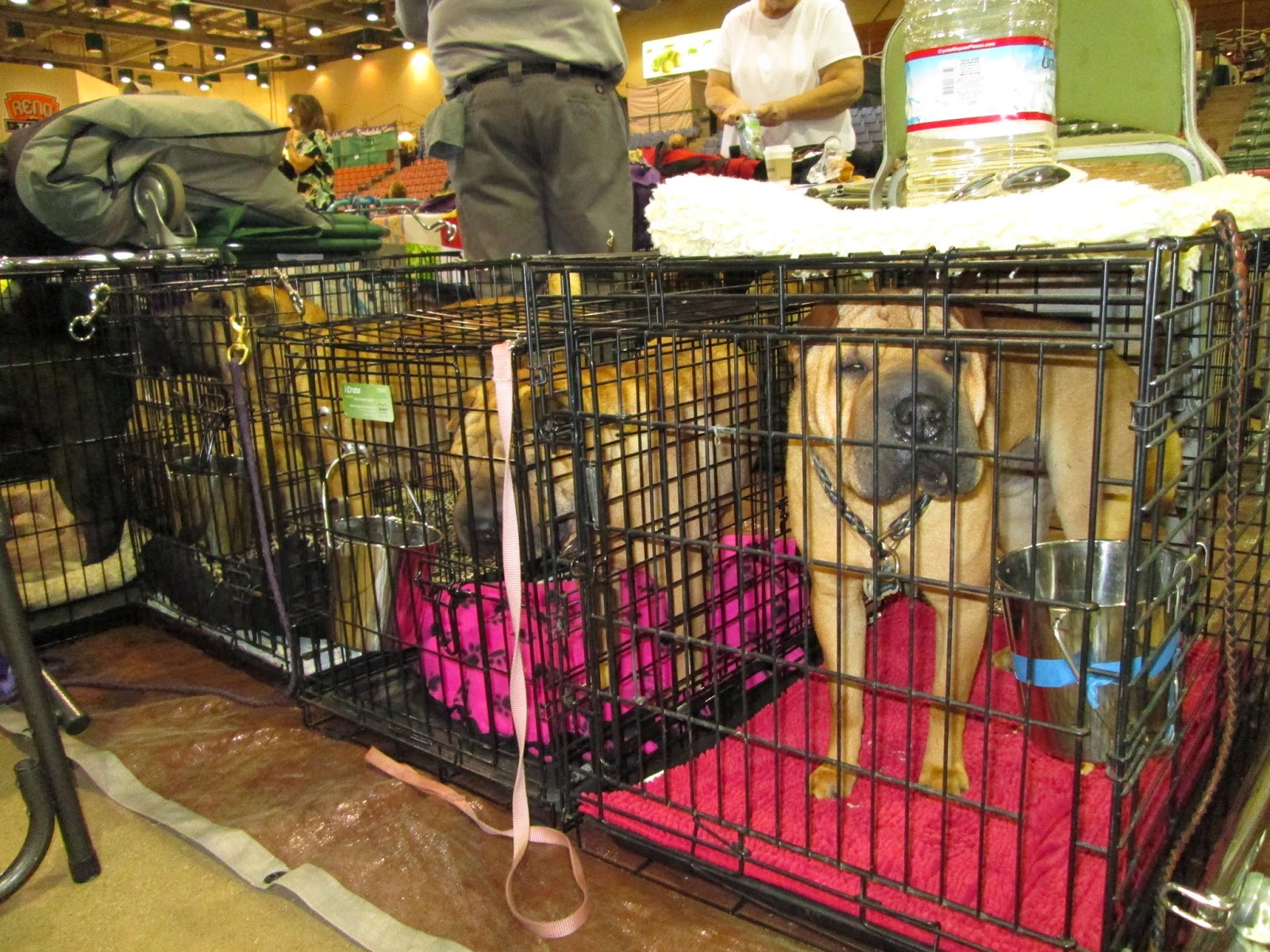 Greycliff's Chronicles Wrinkly dogs invade Reno! Reno Kennel Club's