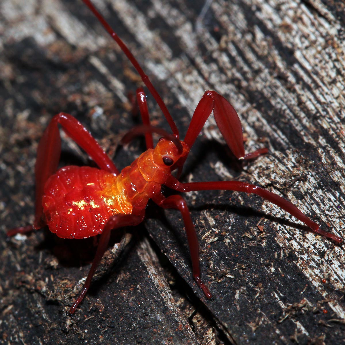 Collection 90+ Pictures Images Of Tiny Red Bugs Excellent 09/2023