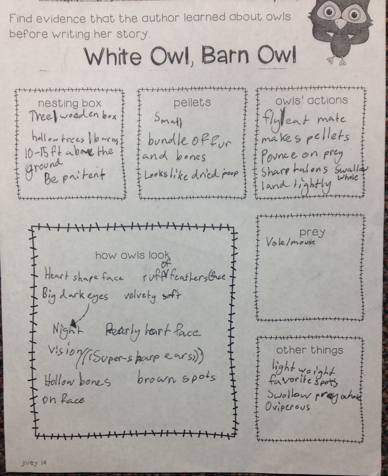 White Owl, Barn Owl Ideas by Jivey