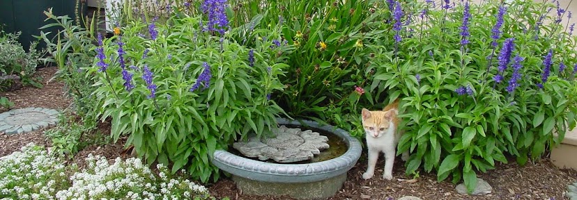 Lucky in the flower bed