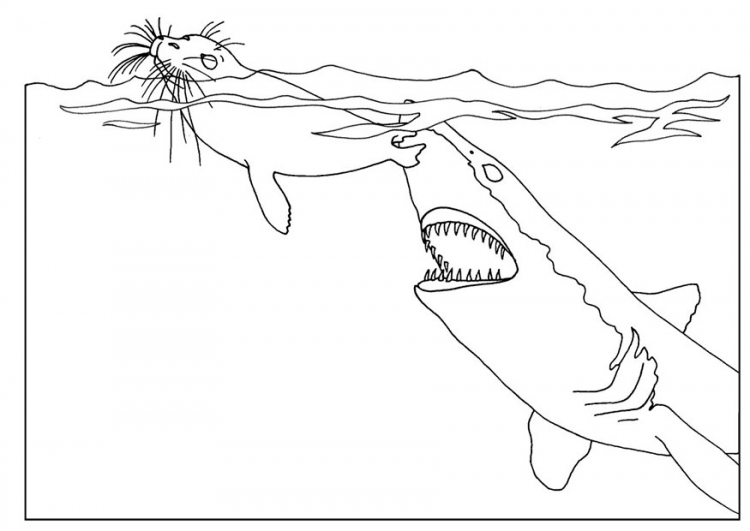 Animal coloring pages - Shark animal coloring sheet to print for kids