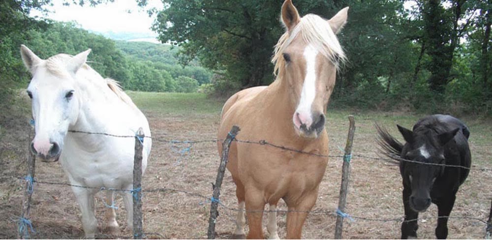 Helping 3 Horses