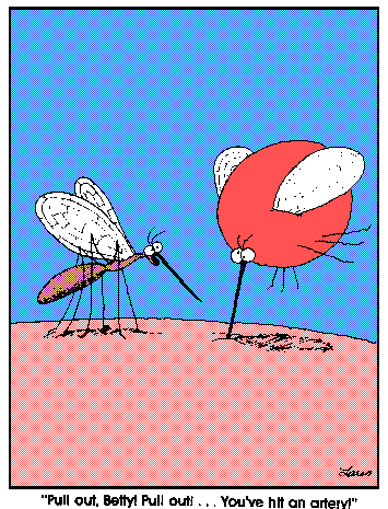 Malditos Mosquitos [2000]