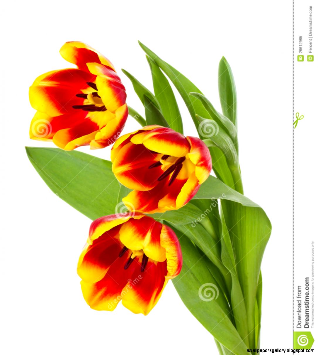 Red yellow Tulips Bouquet Royalty Free Stock Photo Image 26612985 Red yellow Tulips Bouquet Royalty Free Stock Photo Image 26612985