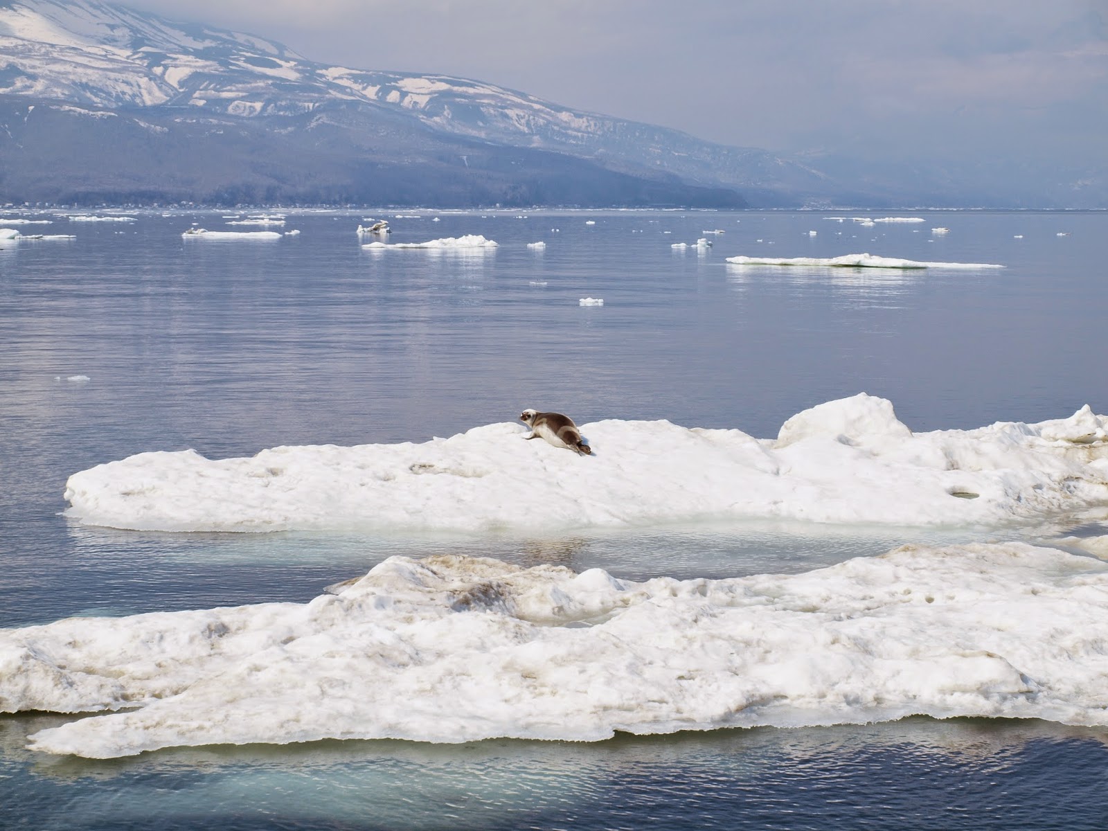 知床連山 流氷 アザラシ