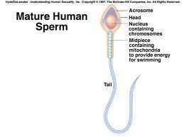 Ocular penetration act Tit sucking pics orgie