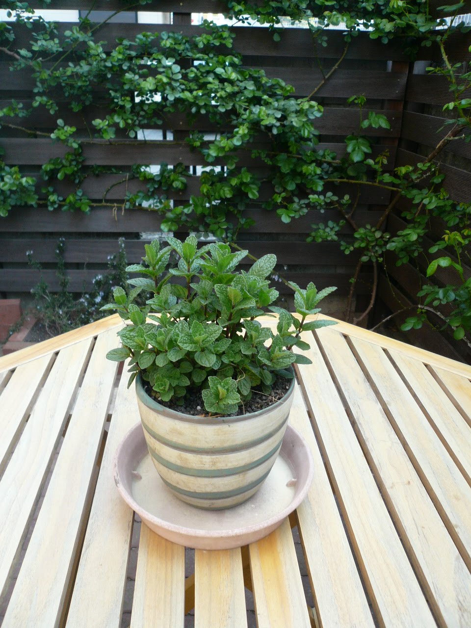 お店で独り言 ハーブたちの春