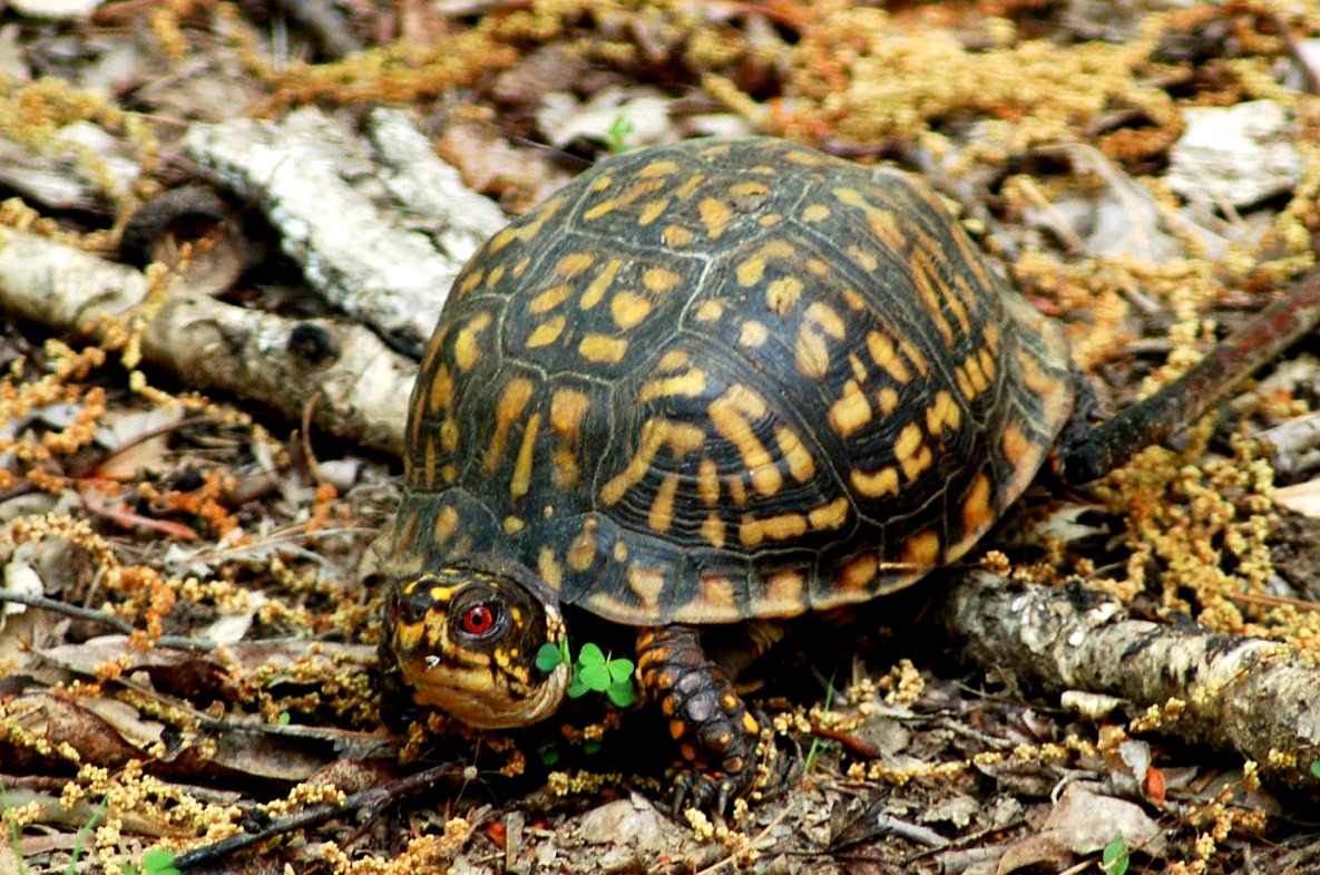 Box turtle The Life of Animals