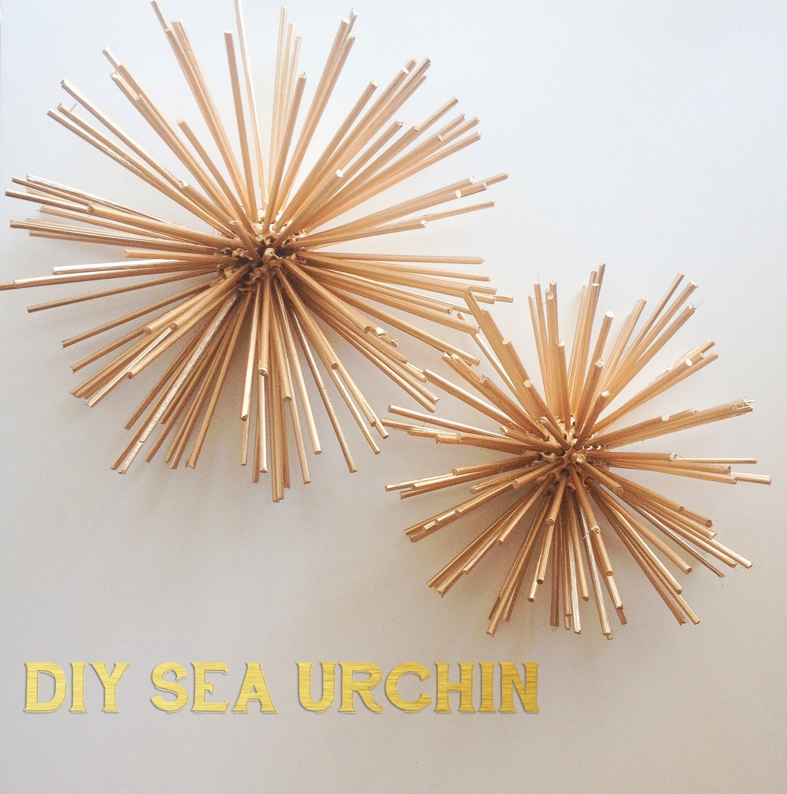 Darling Daly Design Diy Sea Urchin Decor Diy Sea Urchin Decor