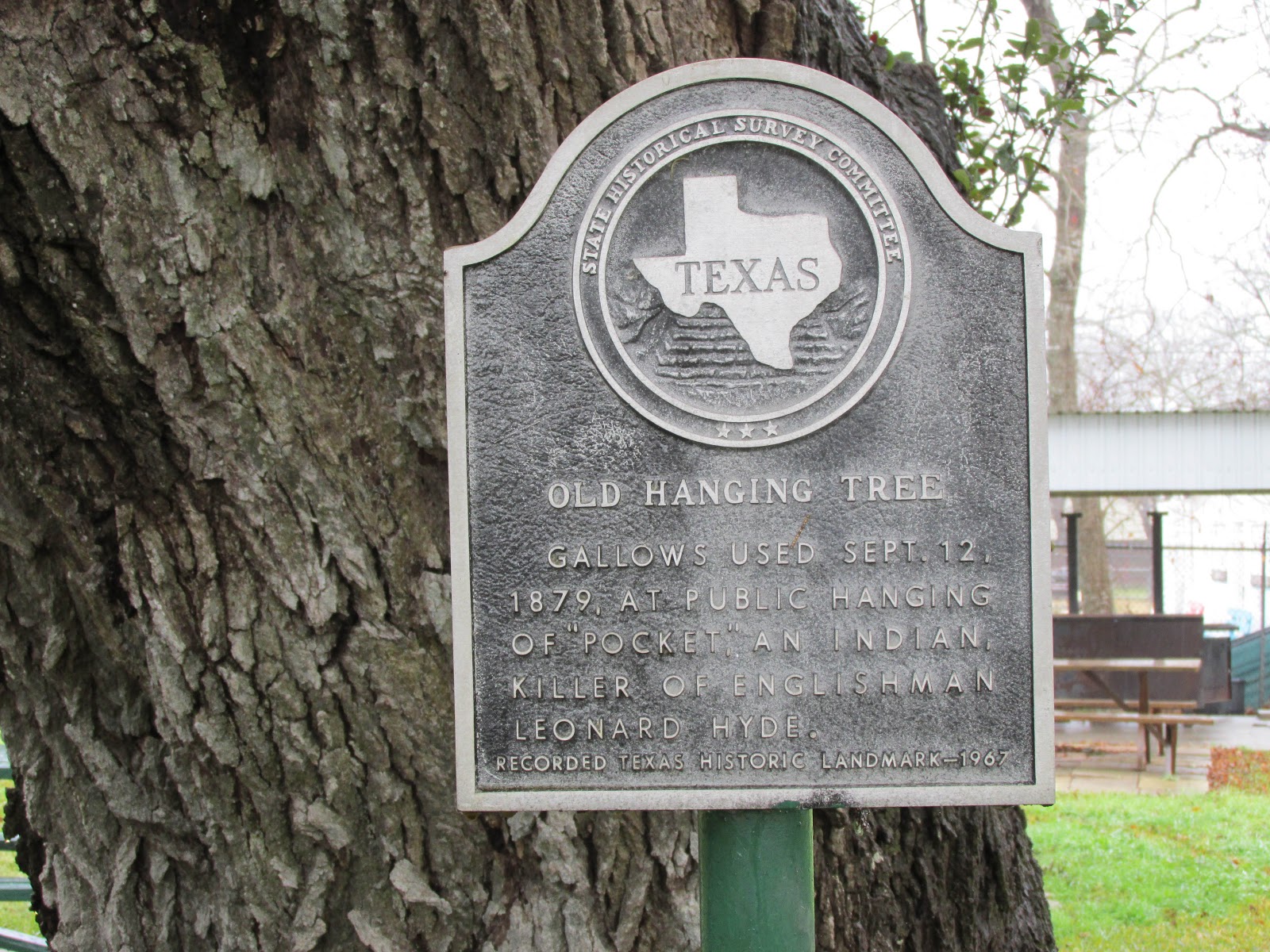 Meander and Gander Texas Trees Some Famous and Some NOT