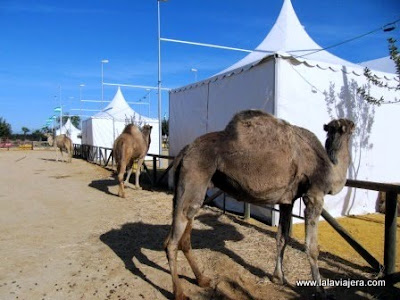 Paseos Camello Donana