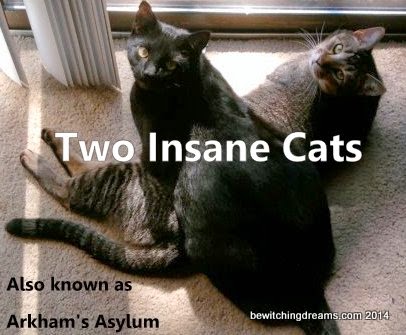 Two Insane Cats