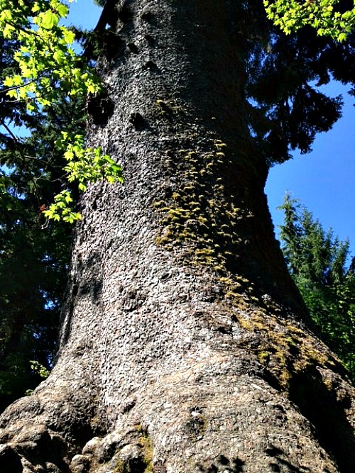 World's Largest Spruce Tree grace grits and gardening