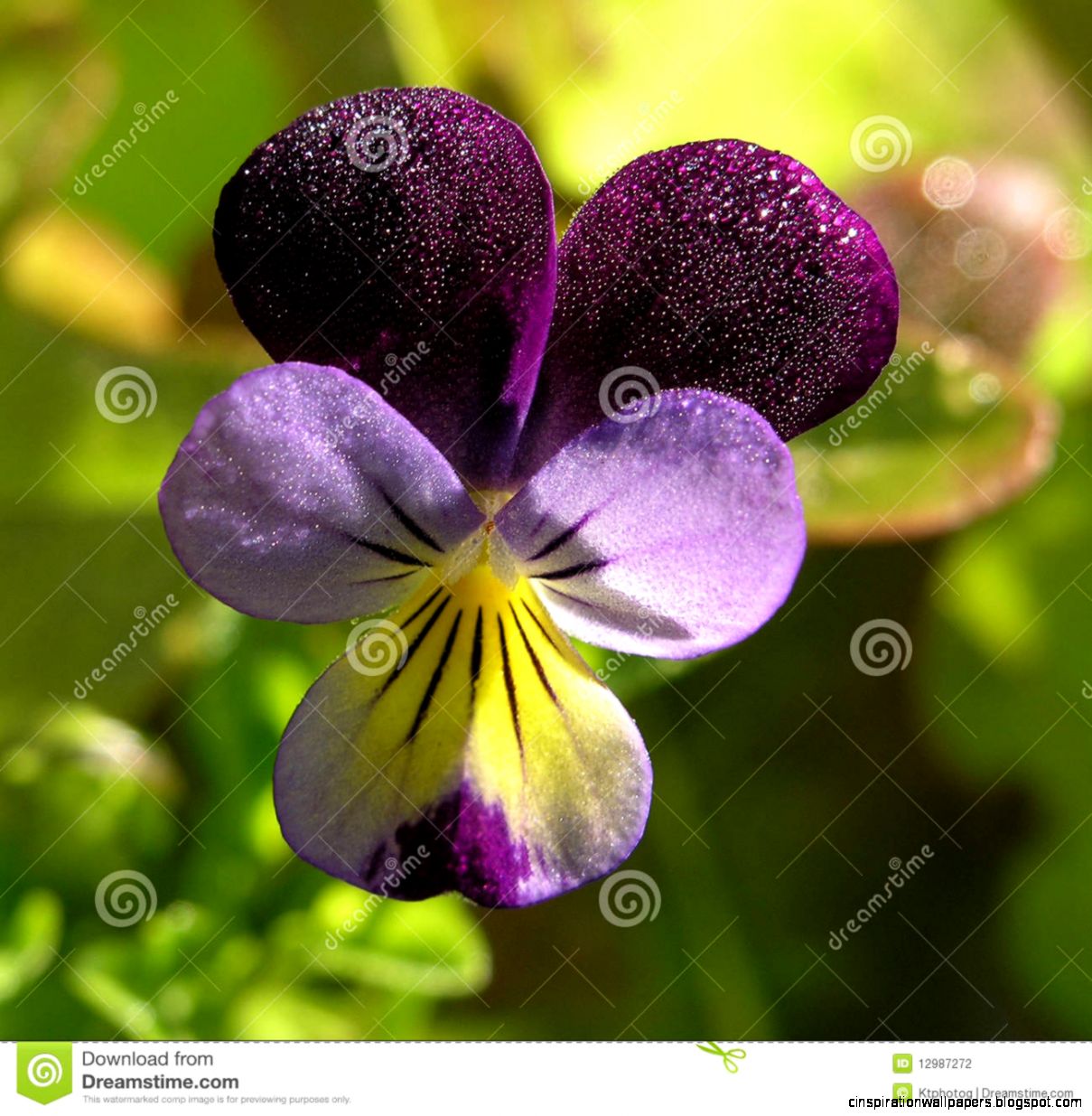 Sweet Pea Flower Stock Photo Image 40809188 Sweet Pea Flower Stock Photo Image 40809188