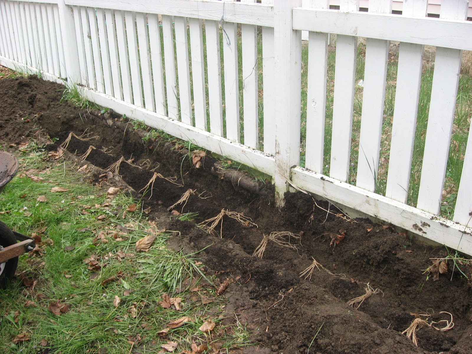 Happy Home: How to Plant Asparagus in your Home Garden