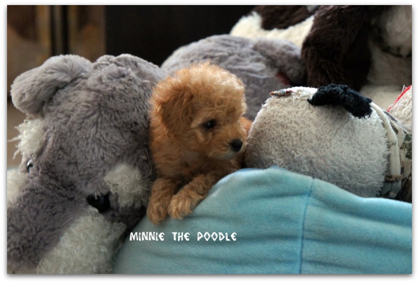 cup size poodle