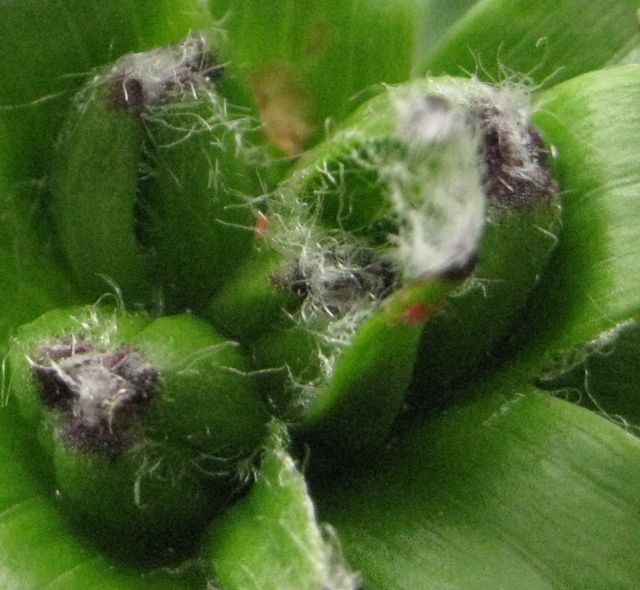 What Do I Know? June 2011