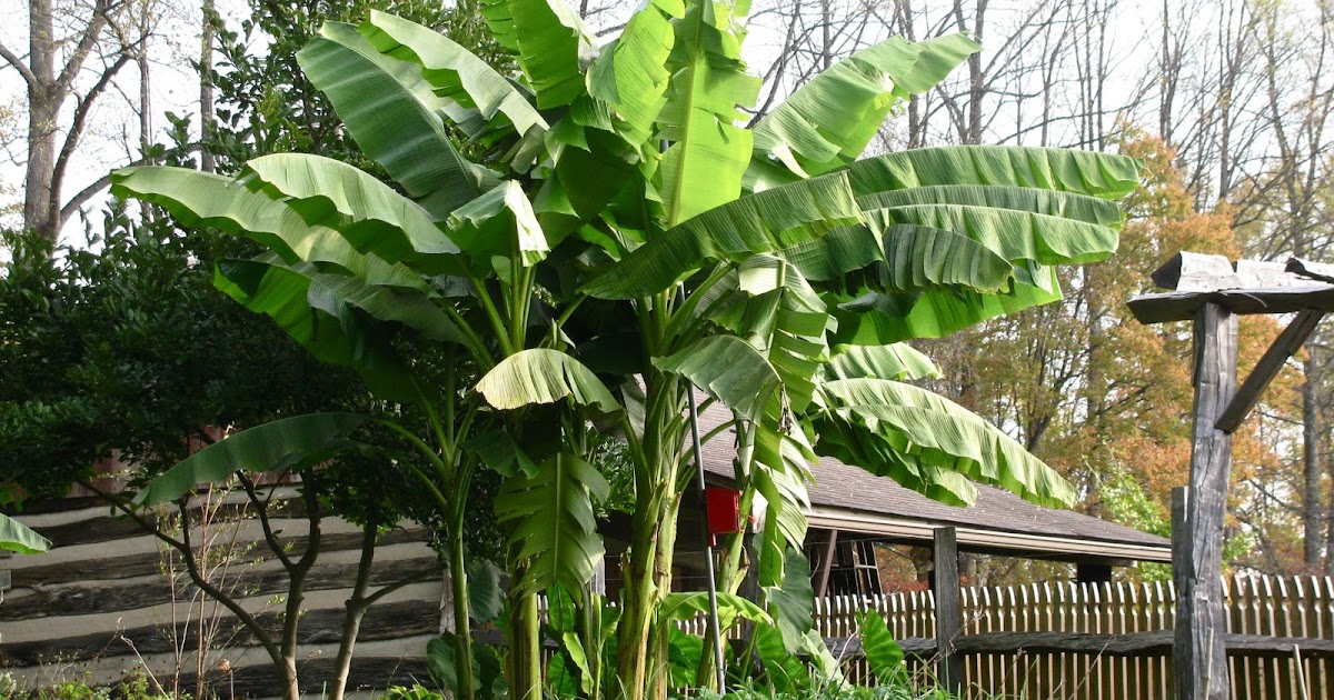 Beyond My Garden Yard Banana Tree