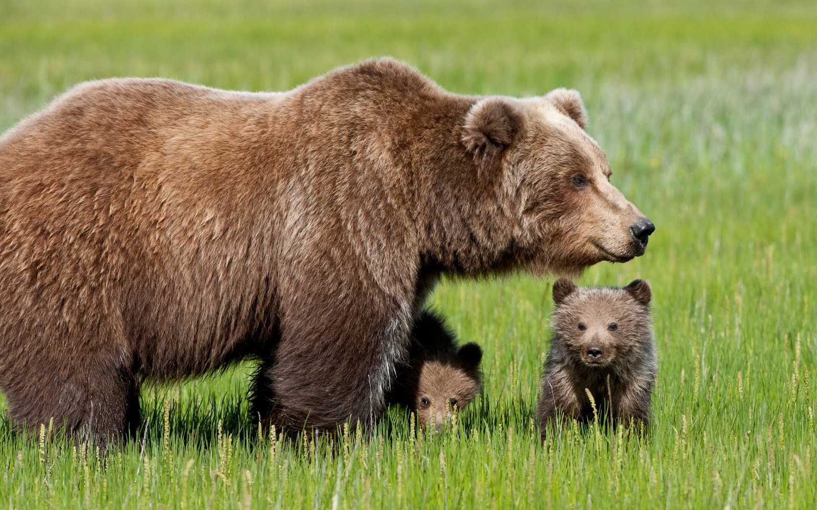 http://3.bp.blogspot.com/-Un5HxHydPz8/TwV0xfqJWHI/AAAAAAAAGcI/nqwGlpDT9To/s1600/bear_cubs_with_mother_wallpaper.jpg