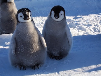 Cutes Pets In the World: Penguins are fascinating creatures