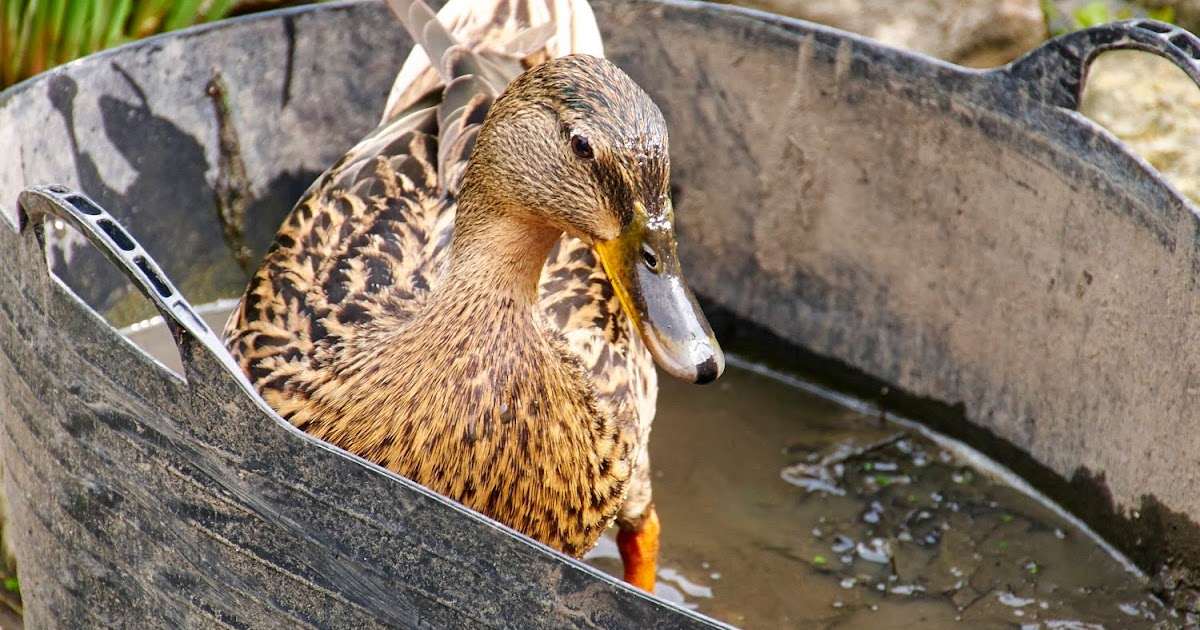Thames Nature Notes A mucky duck