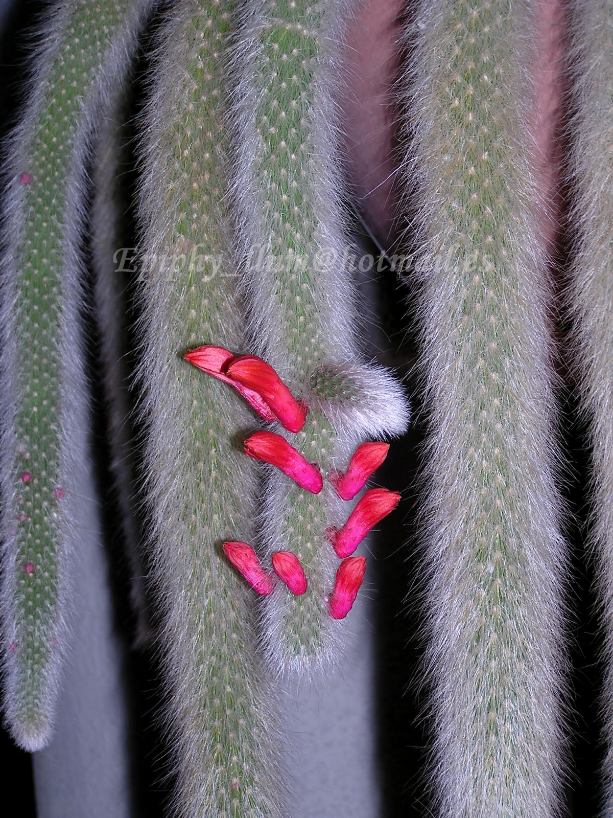 impresionante cola de mono Cactus Hildewintera Colademononis Flores 10 semillas rojo 