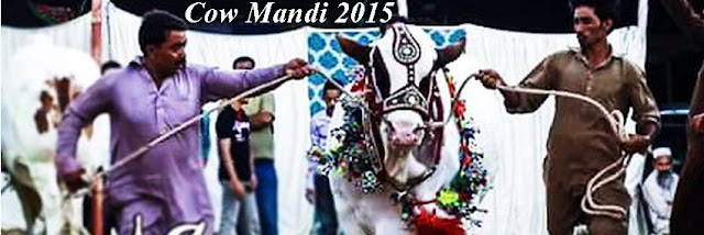 Cow mandi malir 2015, Cow mandi multan 2015, Cow mandi  2015 hyderabad, Cow mandi  Lahore 2015, Cow mandi  Islamabad,2015, Cow mandi  rawalpindi 2015, Cow mandi  Faisalabad 2015, Cow mandi  London 2015, Cow mandi  dubai 2015, Cow mandi  Pakistan 2015, afridi cow mandi, afridi cow mandi 2015, asia cow mandi 2015, asia cow mandi 2015, bahawalpur cow mandi 2015, beautiful cow mandi, big cow mandi, big cow mandi 2015, big cow mandi 2015, bodyguard cow mandi, cow goat mandi, cow ki mandi you tube, cow mandi 12, cow mandi 1999, cow mandi 2015, cow mandi 2015 karachi youtube, cow mandi 2015 rawalpindi, cow mandi 2015 with price, cow mandi 2015, cow mandi 2015 hyderabad, cow mandi 2015 wallpaper, cow mandi 2015 youtube, cow mandi 2015, cow mandi 2015 rates karachi, cow mandi 2015 tune pk, cow mandi 2015 update, cow mandi 2015 video youtube, cow mandi 2015 youtube, cow mandi 2014, cow mandi 2014 dailymotion karachi, cow mandi 2014 video, cow mandi 2015, cow mandi 2015 dailymotion, cow mandi 2015 karachi dailymotion, cow mandi 2015 video, cow mandi 2016, cow mandi all pics, cow mandi and bakra mandi, cow mandi at karachi, cow mandi at karachi 2015, cow mandi bakra eid in pakistan, cow mandi bakra eid in pakistan facebook, cow mandi bakra eid pakistan, cow mandi bakra eid pakistan 2015, cow mandi catwalk, cow mandi chakwal, cow mandi chammak challo, cow mandi clips, cow mandi dailymotion, cow mandi dailymotion 2015, cow mandi dailymotion 2014, cow mandi dailymotion video, cow mandi dilpasand, cow mandi dilpasand 2015, cow mandi dilpasand 2015, cow mandi dilpasand 2015, cow mandi download, cow mandi dubai, cow mandi express, cow mandi facebook, cow mandi facebook 2015, cow mandi facebook 2015, cow mandi facebook 2014, cow mandi facebook 2014 video, cow mandi facebook 2015, cow mandi faisalabad, cow mandi faisalabad 2015, cow mandi for sale, cow mandi funny clips, cow mandi funny videos, cow mandi games, cow mandi games online, cow mandi gujranwala, cow mandi highway, cow mandi hyderabad, cow mandi hyderabad 2015, cow mandi in asia, cow mandi in bahawalpur, cow mandi in faisalabad, cow mandi in india, cow mandi in karachi, cow mandi in lahore, cow mandi in lahore 2015, cow mandi in lahore 2015, cow mandi in pakistan, cow mandi islamabad, cow mandi islamabad 2015, cow mandi karachi, cow mandi karachi 2010 video, cow mandi karachi 2015 pictures, cow mandi karachi 2015 youtube, cow mandi karachi 2014, cow mandi karachi 2014 dailymotion, cow mandi karachi 2014 rates, cow mandi karachi 2014 video, cow mandi karachi 2015, cow mandi karachi dailymotion, cow mandi karachi facebook, cow mandi lahore, cow mandi lahore 2015, cow mandi lahore 2015, cow mandi lahore 2015 facebook, cow mandi lahore 2014, cow mandi lahore 2015, cow mandi lasania, cow mandi latest news, cow mandi live, cow mandi live 2015, cow mandi local, cow mandi malir 2015, cow mandi malir 2015, cow mandi map, cow mandi movie, cow mandi movie 2015 karachi, cow mandi movie 2015, cow mandi multan, cow mandi multan 2015, cow mandi multan 2015, cow mandi multan 2015, cow mandi news, cow mandi news 2015, cow mandi news 2015 karachi, cow mandi news 2015, cow mandi october 2015, cow mandi of 2015, cow mandi of 2015 in karachi, cow mandi of 2015, cow mandi of karachi, cow mandi of karachi 2015, cow mandi olx, cow mandi on dailymotion, cow mandi on facebook, cow mandi online, cow mandi pakistan 2015, cow mandi pic, cow mandi pic.com, cow mandi pics 2015 karachi, cow mandi pics 2015, cow mandi pics 2014, cow mandi pictures, cow mandi pictures 2015, cow mandi prices in karachi 2015, cow mandi prices in karachi 2015, cow mandi prices in karachi 2015, cow mandi qurbani 2015, cow mandi qurbani 2015, cow mandi qurbani dailymotion, cow mandi rate, cow mandi rate in karachi, cow mandi rates 2015, cow mandi rawalpindi, cow mandi rawalpindi 2015, cow mandi rawalpindi 2015, cow mandi shahid afridi, cow mandi sohrab goth 2015, cow mandi sohrab goth 2015, cow mandi sohrab goth 2015 pics, cow mandi sohrab goth 2015 videos, cow mandi sohrab goth 2015, cow mandi sohrab goth 2015 dailymotion, cow mandi sohrab goth 2015 facebook, cow mandi sohrab goth 2015 pictures, cow mandi sohrab goth 2014, cow mandi sohrab goth karachi, cow mandi songs, cow mandi sukkur 2015, cow mandi update, cow mandi update 2015, cow mandi video, cow mandi video 2015, cow mandi video 2015, cow mandi video 2015, cow mandi video 2015 dailymotion, cow mandi video 2014 karachi, cow mandi video 2015, cow mandi video dailymotion 2014, cow mandi video download, cow mandi video youtube, cow mandi videos dailymotion, cow mandi wallpaper, cow mandi with songs, cow mandi youtube, cowmandi.com 2014, eid cow mandi 2015, eid cow mandi 2015, eid cow mandi 2015, highway cow mandi 2015, how many official cow mandi exist in karachi, http //www.cow mandi.com/, hyderabad cow mandi 2015, images of cow mandi, karachi cow mandi 2015 qurbani, karachi cow mandi express 2015, karachi cow mandi news, karachi cow mandi rates 2015, karachi cow mandi youtube, karachi cow mandi.com, nawabshah cow mandi, new cow mandi 2010, new cow mandi 2015, new cow mandi 2015 video, pan mandi cow qurbani, pics of cow mandi, pics of cow mandi 2015, pics of cow mandi 2015 karachi, pics of cow mandi 2015, pics of cow mandi 2015 karachi, pictures of cow mandi in karachi 2015, pictures of cow mandi in karachi 2015, qurbani cow mandi 2010, qurbani cow mandi 2015, rawat cow mandi, taxila cow mandi, thatta cow mandi, the cow mandi, today cow mandi, top cow mandi, video of cow mandi, videos of cow mandi 2015 karachi, www cow mandi 2015, www cow mandi 2015 karachi, www cow mandi 2015 karachi, www cow mandi karachi 2015, www.cow mandi pictures.com, www.cow mandi.com 2015, youtube cow mandi 2015