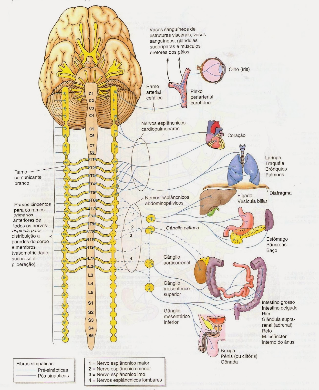 cadena ganglionar simpatica cervical osteopatia cinas dr rodolfo amoroso borges estudos cadena ganglionar simpatica cervical osteopatia cinas dr rodolfo amoroso borges estudos