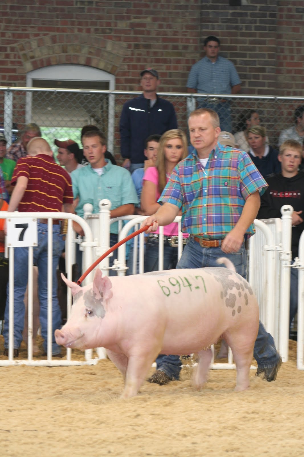 National Swine Registry World Pork Expo Open Crossbred Show Results