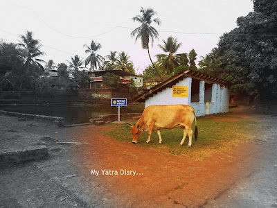 Cow grazing at Trichambaram temple, Kannur- Kerala