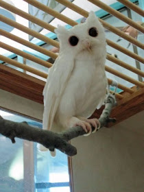 Albino-Owl-Animals.jpg 