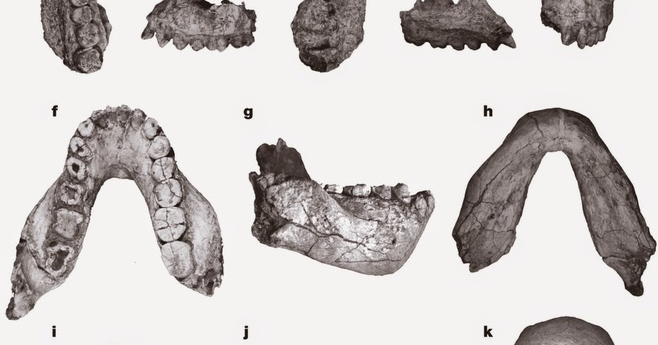 The Dragon's Tales Australopithecus deyiremeda a new Pliocene Neogene
