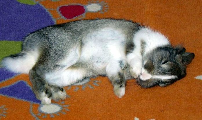 Rabbit Ramblings Sleeping bunnies