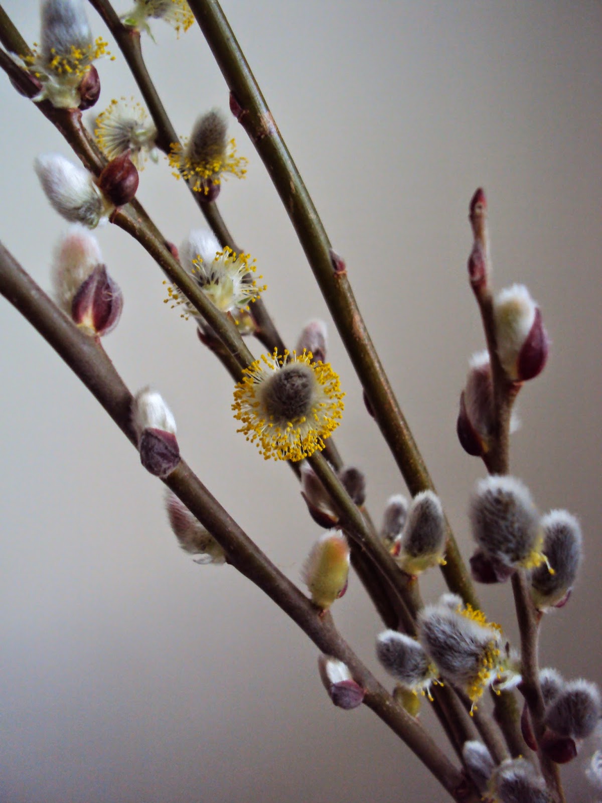 Astrid S Garden Design Flowering Shrubs And Other Lovelies