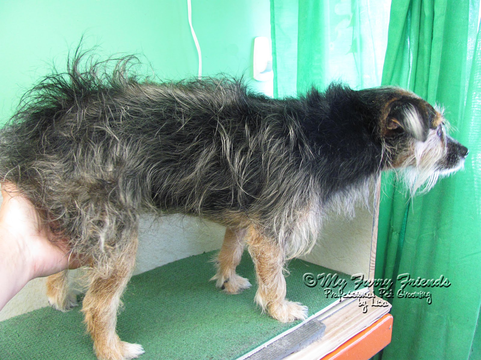 Pet Grooming The Good, The Bad, & The Furry Cute Terrier Mix